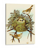 Feathering Nest Iii | Cuadro decorativo de Canvas Lab