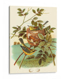 Feathering Nest Iv | Cuadro decorativo de Canvas Lab