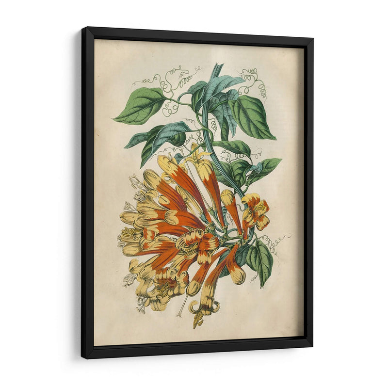 Belleza Tropical Ii - John Wiek | Cuadro decorativo de Canvas Lab