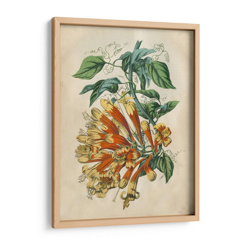 Belleza Tropical Ii - John Wiek | Cuadro decorativo de Canvas Lab