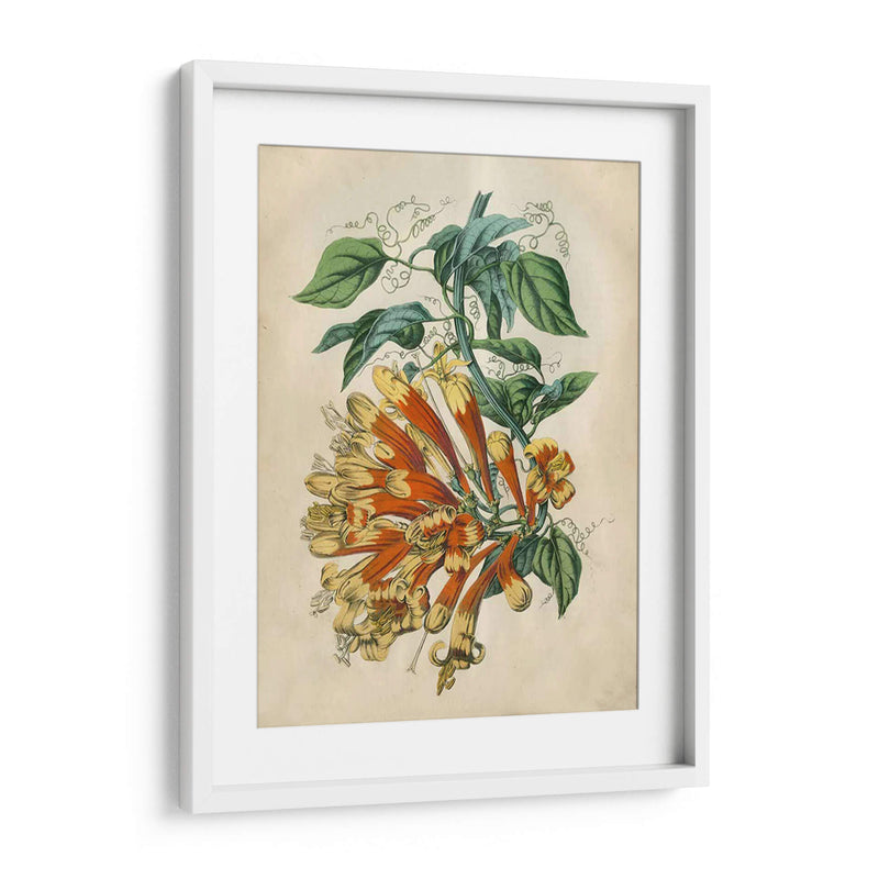 Belleza Tropical Ii - John Wiek | Cuadro decorativo de Canvas Lab