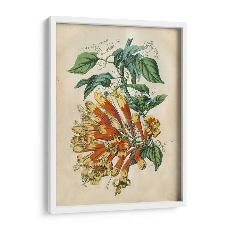 Belleza Tropical Ii - John Wiek | Cuadro decorativo de Canvas Lab