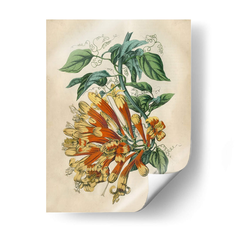 Belleza Tropical Ii - John Wiek | Cuadro decorativo de Canvas Lab