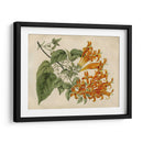 Belleza Tropical Iii - Sydenham Edwards | Cuadro decorativo de Canvas Lab
