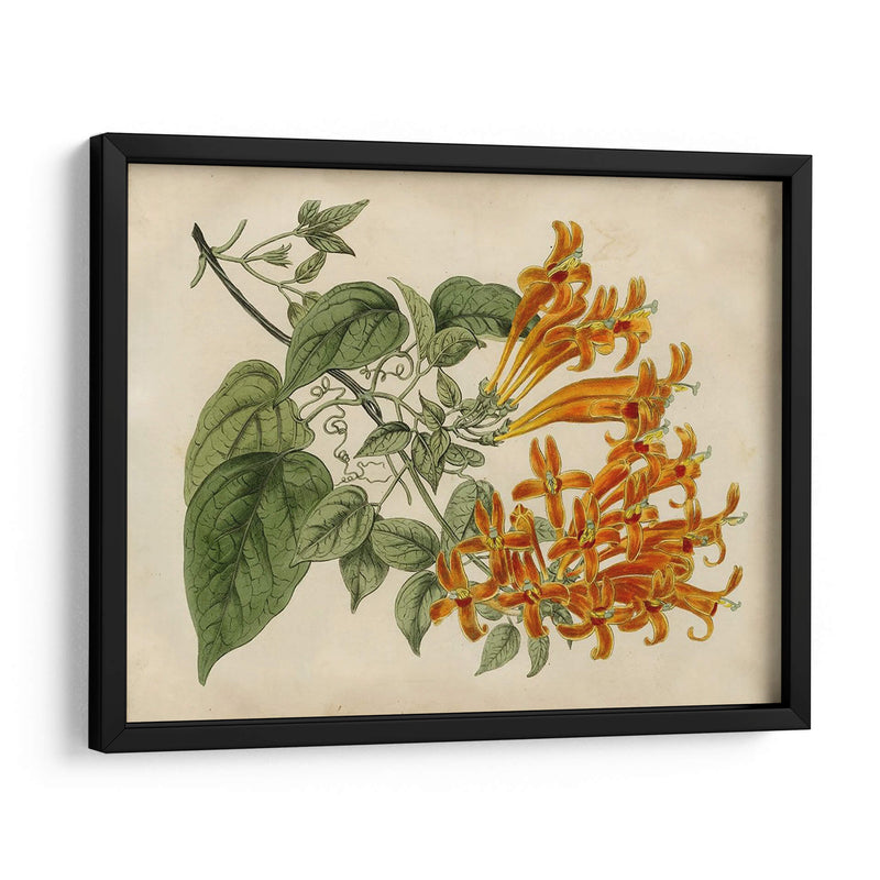 Belleza Tropical Iii - Sydenham Edwards | Cuadro decorativo de Canvas Lab