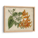 Belleza Tropical Iii - Sydenham Edwards | Cuadro decorativo de Canvas Lab