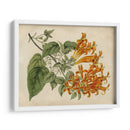 Belleza Tropical Iii - Sydenham Edwards | Cuadro decorativo de Canvas Lab