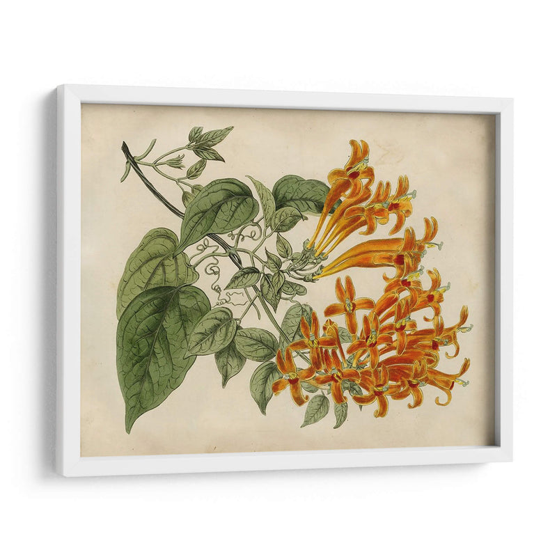 Belleza Tropical Iii - Sydenham Edwards | Cuadro decorativo de Canvas Lab