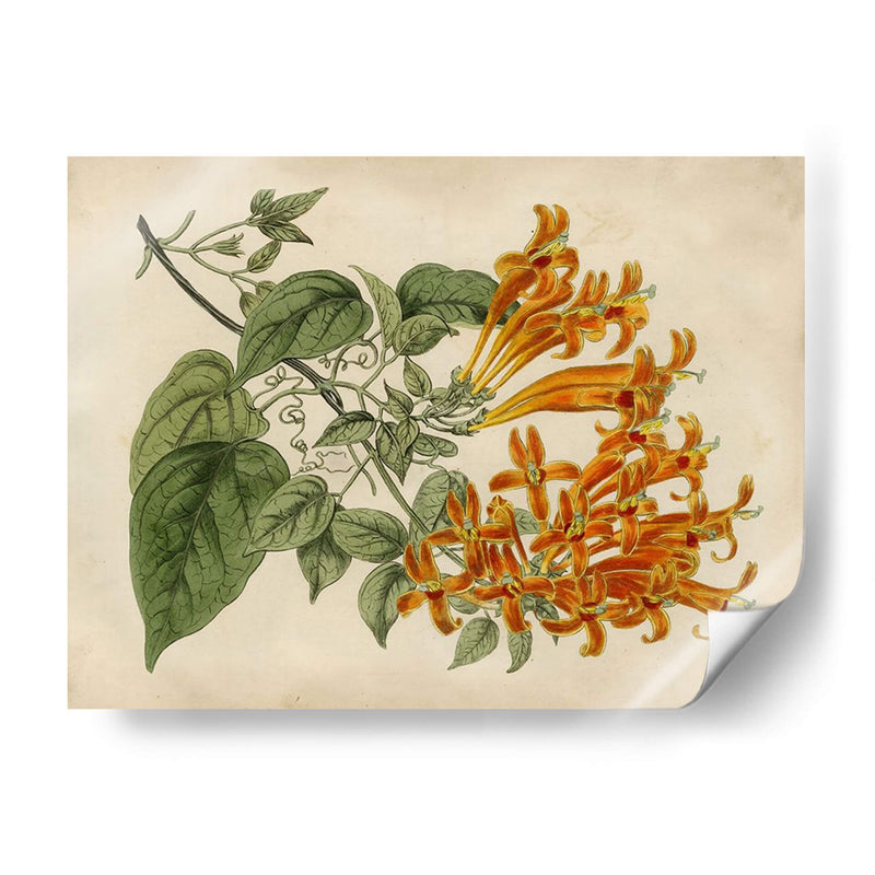 Belleza Tropical Iii - Sydenham Edwards | Cuadro decorativo de Canvas Lab