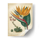 Pájaro Dorado Del Paraíso - Sydenham Edwards | Cuadro decorativo de Canvas Lab