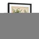 Corona Dorada Imperial - Sydenham Edwards | Cuadro decorativo de Canvas Lab