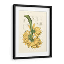 Frutas Islas Ii - B. Pinelli | Cuadro decorativo de Canvas Lab