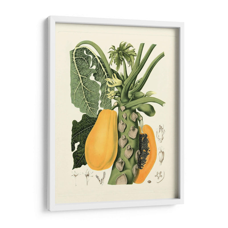 Frutas De La Isla Iv - B. Pinelli | Cuadro decorativo de Canvas Lab