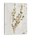 Hierbas De La Tierra Antigua Ii - June Erica Vess | Cuadro decorativo de Canvas Lab