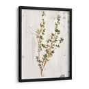 Hierbas De La Tierra Antigua Ii - June Erica Vess | Cuadro decorativo de Canvas Lab