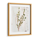Hierbas De La Tierra Antigua Ii - June Erica Vess | Cuadro decorativo de Canvas Lab