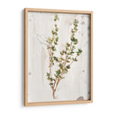 Hierbas De La Tierra Antigua Ii - June Erica Vess | Cuadro decorativo de Canvas Lab