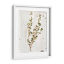 Hierbas De La Tierra Antigua Ii - June Erica Vess | Cuadro decorativo de Canvas Lab