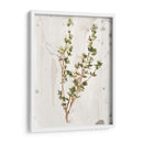 Hierbas De La Tierra Antigua Ii - June Erica Vess | Cuadro decorativo de Canvas Lab
