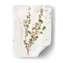 Hierbas De La Tierra Antigua Ii - June Erica Vess | Cuadro decorativo de Canvas Lab