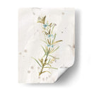 Hierbas De Tierra Antigua Iii - June Erica Vess | Cuadro decorativo de Canvas Lab