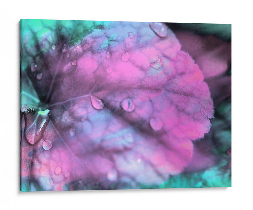 Gotas De Rocío Celestial Iii - Paul McCreery | Cuadro decorativo de Canvas Lab