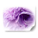 Florales De Ensueño En Violeta Iii - Paul McCreery | Cuadro decorativo de Canvas Lab