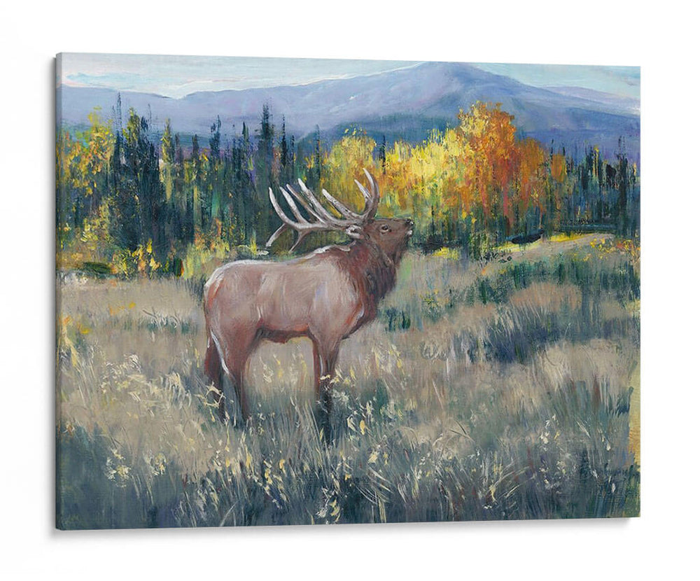 Montaña Rocosa Elk Ii - Tim OToole | Cuadro decorativo de Canvas Lab