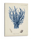 Coral Antiguo En La Marina V - Johann Esper | Cuadro decorativo de Canvas Lab