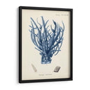 Coral Antiguo En La Marina V - Johann Esper | Cuadro decorativo de Canvas Lab