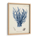 Coral Antiguo En La Marina V - Johann Esper | Cuadro decorativo de Canvas Lab