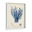 Coral Antiguo En La Marina V - Johann Esper | Cuadro decorativo de Canvas Lab