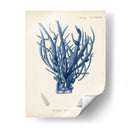 Coral Antiguo En La Marina V - Johann Esper | Cuadro decorativo de Canvas Lab