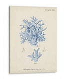 Coral Antiguo En Navy Vi - Johann Esper | Cuadro decorativo de Canvas Lab