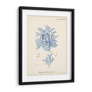 Coral Antiguo En Navy Vi - Johann Esper | Cuadro decorativo de Canvas Lab