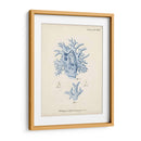 Coral Antiguo En Navy Vi - Johann Esper | Cuadro decorativo de Canvas Lab