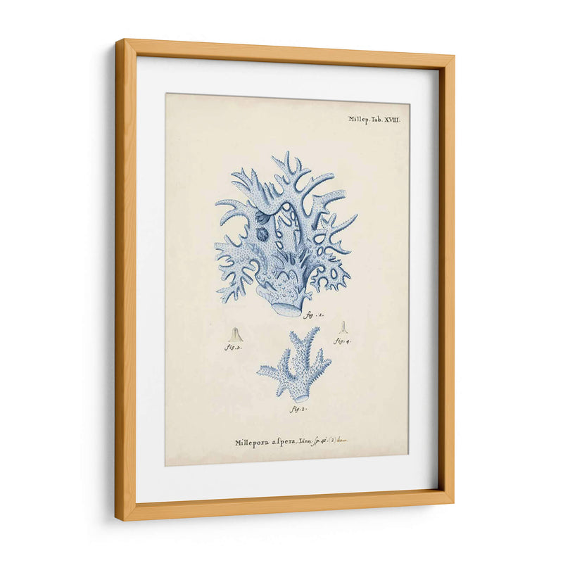 Coral Antiguo En Navy Vi - Johann Esper | Cuadro decorativo de Canvas Lab
