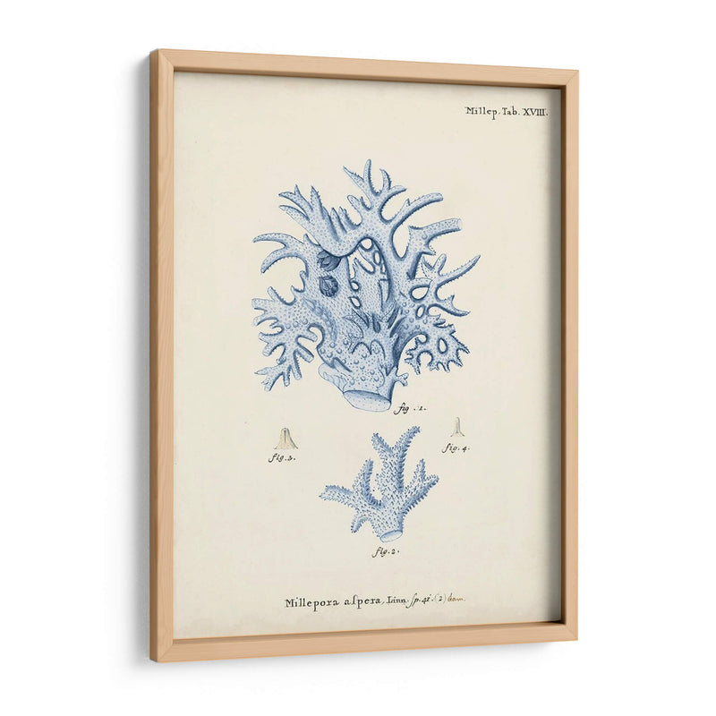 Coral Antiguo En Navy Vi - Johann Esper | Cuadro decorativo de Canvas Lab