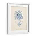 Coral Antiguo En Navy Vi - Johann Esper | Cuadro decorativo de Canvas Lab