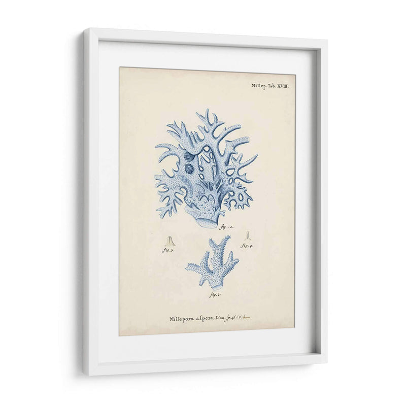 Coral Antiguo En Navy Vi - Johann Esper | Cuadro decorativo de Canvas Lab