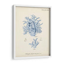 Coral Antiguo En Navy Vi - Johann Esper | Cuadro decorativo de Canvas Lab