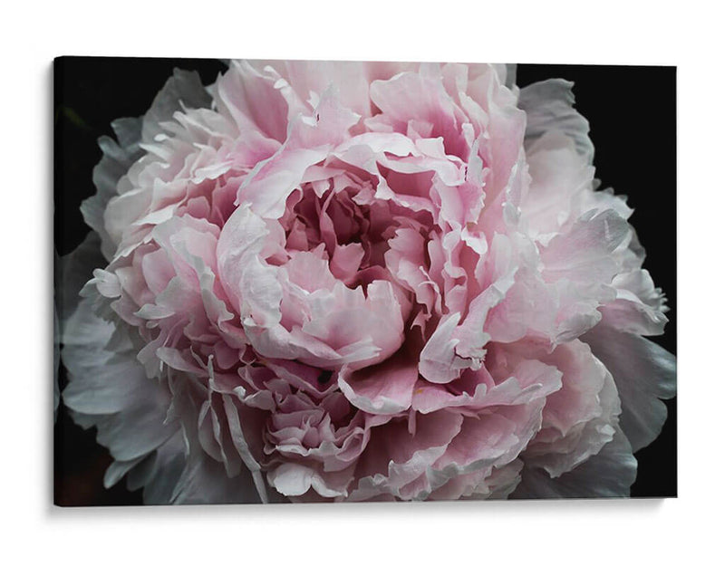 Peonía Rosa Pasión I - Irena Orlov | Cuadro decorativo de Canvas Lab