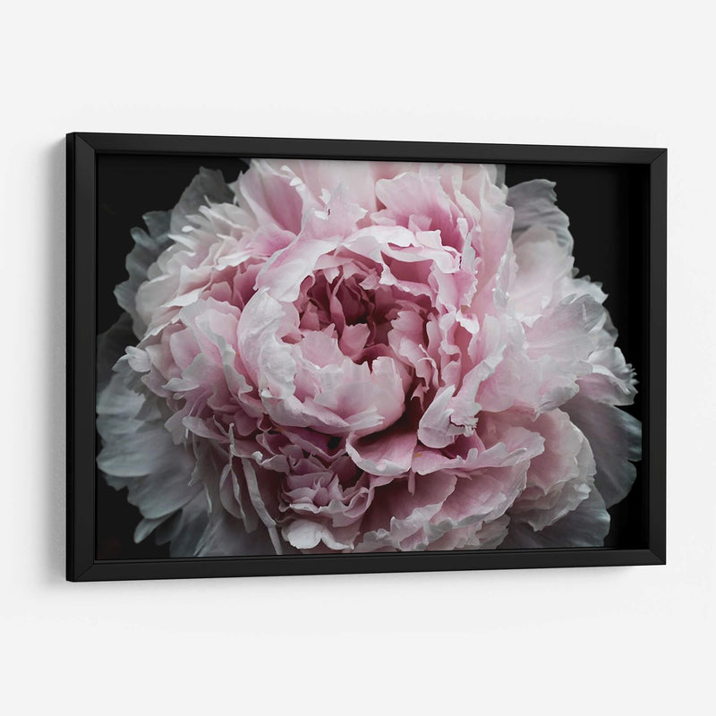 Peonía Rosa Pasión I - Irena Orlov | Cuadro decorativo de Canvas Lab