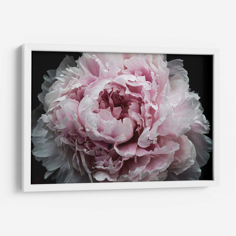 Peonía Rosa Pasión I - Irena Orlov | Cuadro decorativo de Canvas Lab