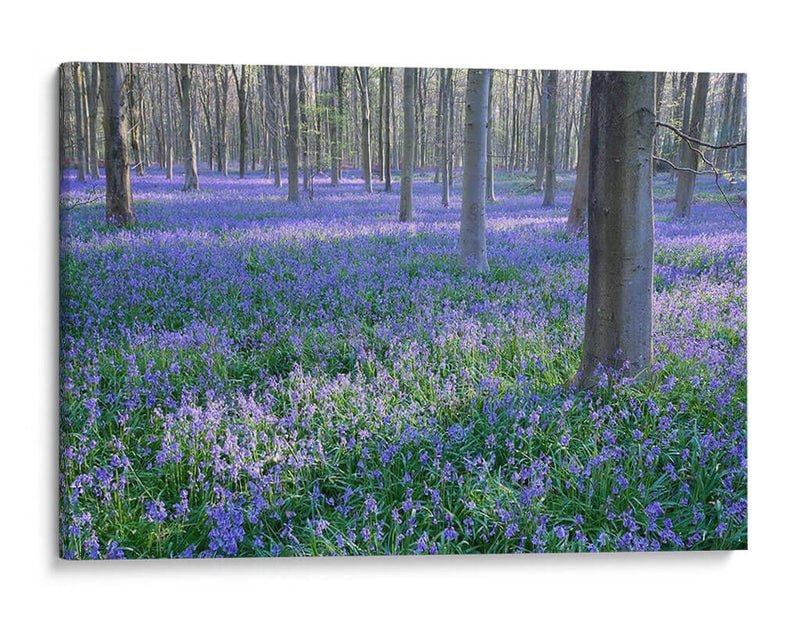 Sueños De Bluebell I - Glovanni Baptiste | Cuadro decorativo de Canvas Lab