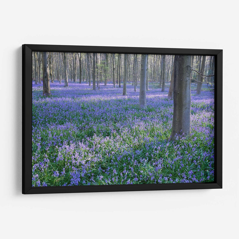 Sueños De Bluebell I - Glovanni Baptiste | Cuadro decorativo de Canvas Lab