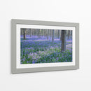 Sueños De Bluebell I - Glovanni Baptiste | Cuadro decorativo de Canvas Lab