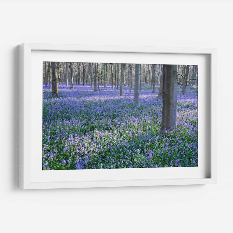 Sueños De Bluebell I - Glovanni Baptiste | Cuadro decorativo de Canvas Lab