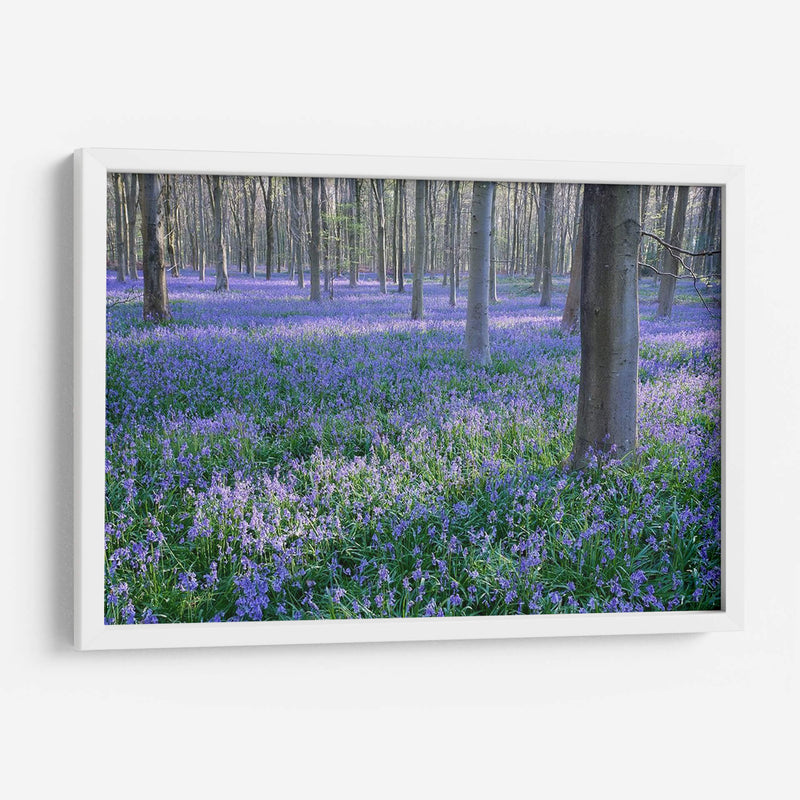 Sueños De Bluebell I - Glovanni Baptiste | Cuadro decorativo de Canvas Lab