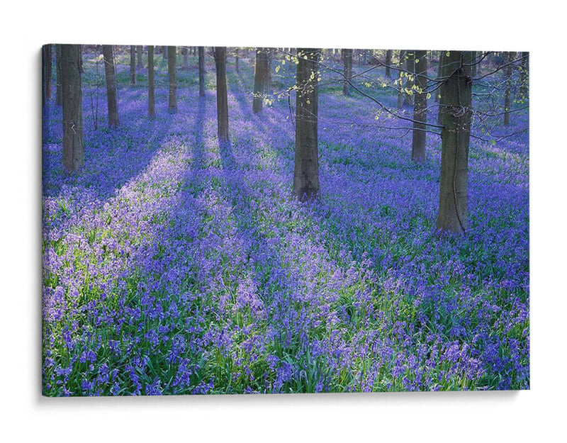 Bluebell Dreams Ii - Glovanni Baptiste | Cuadro decorativo de Canvas Lab